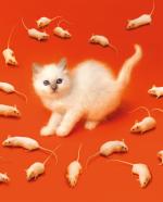 Mit dem „Katz + Maus“-Motiv startet das italienische Künstler-Duo seine Kolumne im ZEITmagazin. Foto: Cattelan&Ferrari für das ZEITmagazin