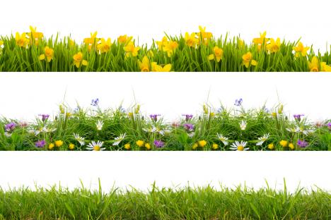 Platz 1: Freisteller Wiese Rasen Blumen © drubig-photo - Fotolia.com