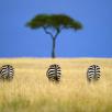 © Frans Lanting